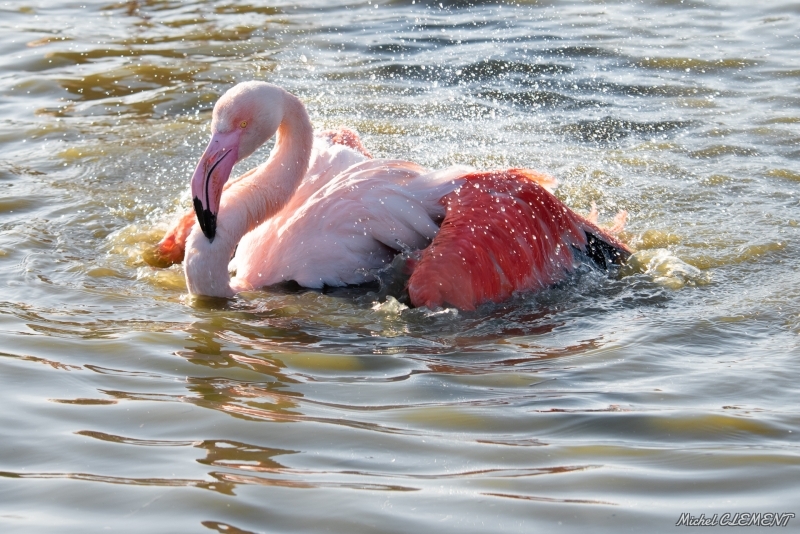 Photo Oiseaux