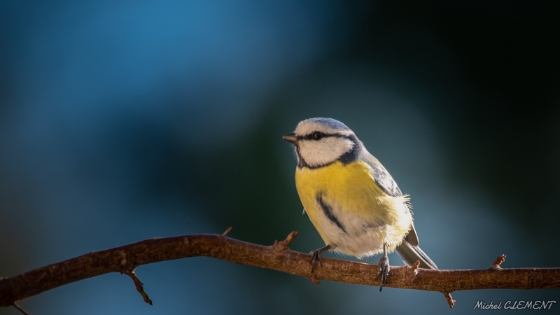 Photo Oiseaux Mésange bleue (Cyanistes caeruleus)