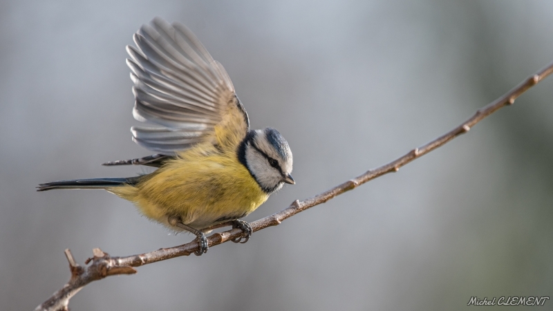 Photo Oiseaux Mésange bleue (Cyanistes caeruleus)