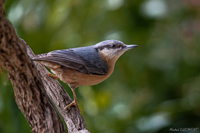 Photo Oiseaux Sittelle torchepot (Sitta europaea)
