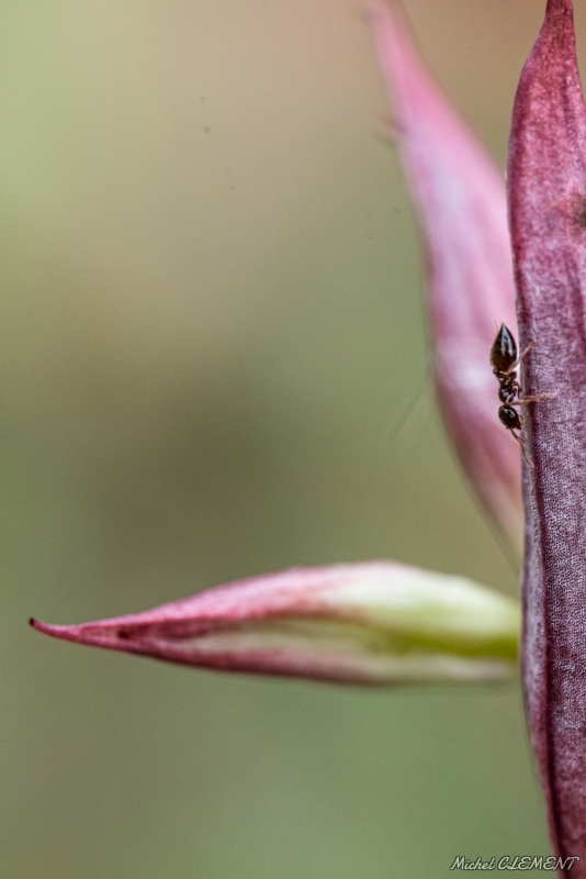 Photo Insectes