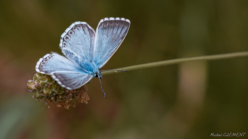 Photo Insectes