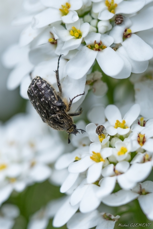 Photo Insectes