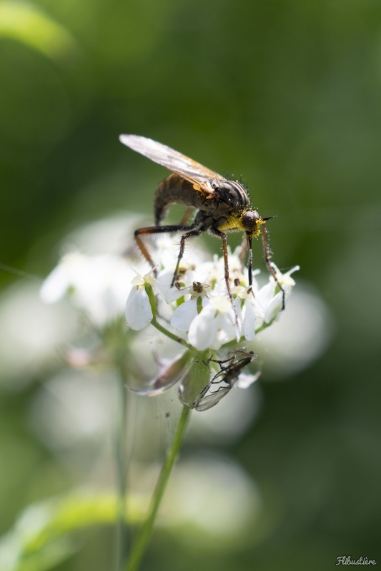 Photo Insectes