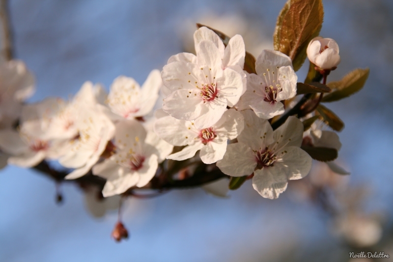 Photo Flore