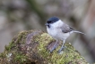 Oiseaux Mésange nonnette (Poecile palustris)