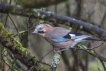 Oiseaux Geai de chènes (Garrulus glandarius)