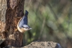 Oiseaux Sittelle torchepot (Sitta europaea)