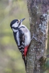 Oiseaux