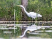 Oiseaux Grande aigrette (Casmeroduis albus)