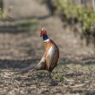 Oiseaux Faisan de Colchide (Phasianus colchicus)