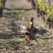 Oiseaux Faisan de Colchide (Phasianus colchicus)