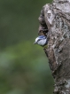 Oiseaux Mésange bleue (Cyanistes caeruleus)