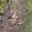 Oiseaux Oedicnème criard (Burhinus oedicnemus)