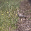 Oiseaux Oedicnème criard (Burhinus oedicnemus)