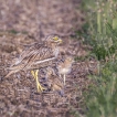 Oiseaux Oedicnème criard (Burhinus oedicnemus)