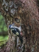 Oiseaux Pic épeiche (Dendrocopos major)