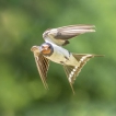 Oiseaux Hirondelle rustique (Hirundo rustica)