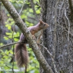Mammifères écureuil roux