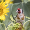 Oiseaux Chardonneret élégant (Carduelis carduelis)