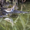 Oiseaux Chevalier guignette (Actitis hypoleucos)