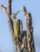 Oiseaux Pic vert (Picus viridis)