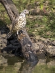 Oiseaux Grive draine (Turdus viscivorus)