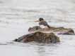 Oiseaux Huîtrier pie (Haematopus ostralegus)