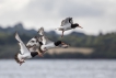 Oiseaux Huîtrier pie (Haematopus ostralegus)