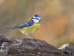 Oiseaux Mésange bleue (Cyanistes caeruleus)