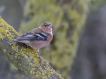 Oiseaux Pinson des arbres (Fringilla coelebs)