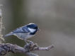 Oiseaux Mésange noire (Periparus ater)