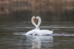 Oiseaux Cygne tuberculé (Cygnus olor)