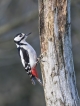 Oiseaux Pic épeiche (Dendrocopos major)