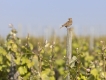 Oiseaux Alouette des champs (Alauda arvensis)