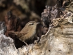 Oiseaux Troglodyte mignon (Troglodytes troglodytes)