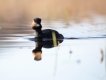 Oiseaux Grèbe à cou noir (Podiceps nigricollis)