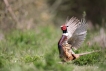 Oiseaux Faisan de Colchide (Phasianus colchicus)