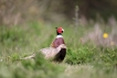  Faisan de Colchide (Phasianus colchicus)