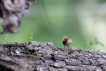Oiseaux Troglodyte mignon (Troglodytes troglodytes)