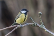 Oiseaux Mésange charbonnière (Parus major)