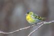 Oiseaux Tarin des aulnes (Carduelis spinus)