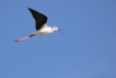 Oiseaux Echasse Blanche (Himantopus himantopus)