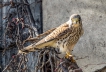Oiseaux