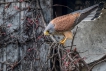 Oiseaux Faucon crécerelle (Falco tinnunculus)