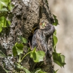 Oiseaux Etourneau sansonnet (Sturnus vulgaris)