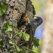 Oiseaux Etourneau sansonnet (Sturnus vulgaris)