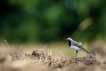 Oiseaux Bergeronnette grise (Motacilla alha)