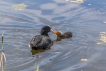 Oiseaux Foulque macroule (Fulica atra)