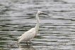 Oiseaux Aigrette garzette (Egretta garzetta)